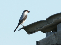 Lesser Grey Shrike (Lanius minor)