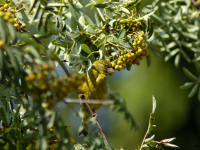 Greenfinch (Carduelis chloris)