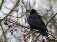 Saatkrähe (Corvus frugilegus)