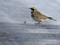 Ohrenlerche (Eremophila alpestris)