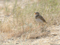 Calandra Lark (Melanocorypha calandra)