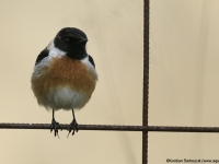 Europäische Schwarzkehlchen (Saxicola torquata)