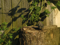 Black Redstart (Phoenicurus ochruros)