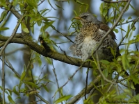 Fieldfare (Turdus pilaris)