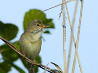 Sumpfrohrsänger (Acrocephalus palustris)