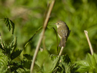 Gransanger (Phylloscopus collybita)