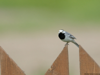 Bachstelze (Motacilla alba)