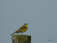 Yellow Wagtail (Motacilla flava)