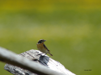 Braunkehlchen (Saxicola rubetra)