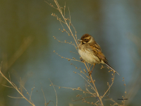 Reed Bunting (Emberiza schoeniclus)