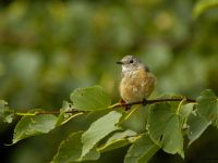 Rødstrupe (Erithacus rubecula)