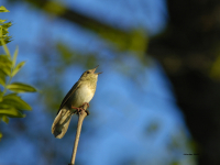 River Warbler (Locustella fluviatilis)