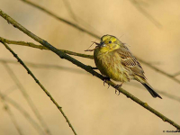 Gulspurv (Emberiza citrinella)