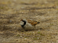 House Sparrow (Passer domesticus)