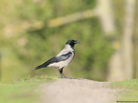 Hooded Crow (Corvus corone cornix)