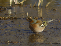 Chaffinch (Fringilla coelebs)