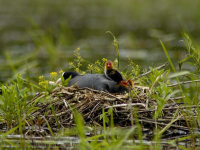 Sothøne (Fulica atra)