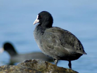 Sothøne (Fulica atra)