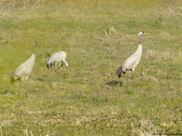 Żuraw (Grus grus)