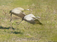 Żuraw (Grus grus)