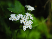 Krwawnik pospolity (Achillea millefolium)