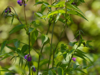 Groszek wiosenny (Lathyrus vernus)