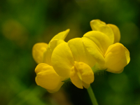 Gewöhnliche Hornklee (Lotus corniculatus)