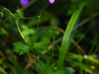 Myrstorkenebb (Geranium palustre)