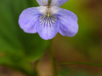 Fiołek leśny (Viola reichenbachiana)