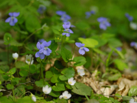 Lundviol (Viola reichenbachiana)