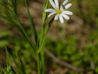 Gwiazdnica wielkokwiatowa (Stellaria holostea)