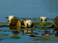 European White Waterlily (Nymphaea alba)