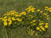 Knieć błotna (Caltha palustris)