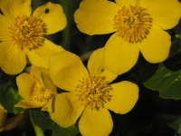 Sumpfdotterblume (Caltha palustris)