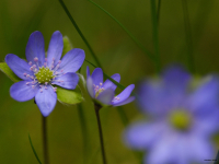 Przylaszczka pospolita (Hepatica nobilis)