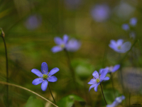 Przylaszczka pospolita (Hepatica nobilis)