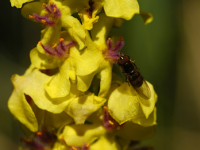 Black Mullein (Verbascum nigrum)