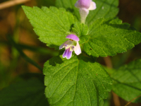 Zweispaltige Hohlzahn (Galeopsis bifida)