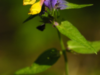 Hain-Wachtelweizen (Melampyrum nemorosum)