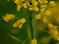 Bondekål (Brassica rapa)