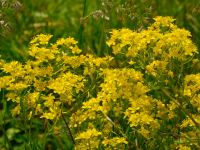 Kapusta polna (Brassica rapa)