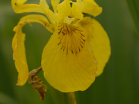 Sumpf-Schwertlilie (Iris pseudacorus)