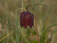 Szachownica kostkowata (Fritillaria meleagris)