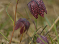 Szachownica kostkowata (Fritillaria meleagris)