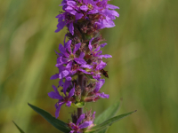 Purple-loosestrife (Lythrum salicaria)