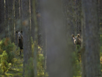 Elk (Alces alces)