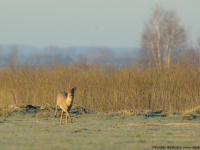 Roe Deer (Capreolus capreolus)