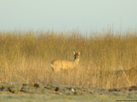 Roe Deer (Capreolus capreolus)