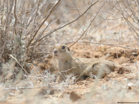 Suseł żółty (Spermophilus fulvus)