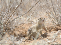 Suseł żółty (Spermophilus fulvus)